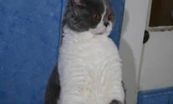 Selkirk Rex Kittens two female available, one bicolor blue/white and one solid blue.
Selkirk are very docile, very British Shorthair type kittens with a bit of a curl to their fur. They are very plush.
The picutes are of my grown Selkirk's, pictures of