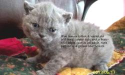Female Selkirk Rex kittens, British Shorthair ancestry. Please read up on the Selkirk (this name largely refers to the texture of the coat (curly), this is actually a British Shorthair with curly fur. Very, very docile, accepting of other animals and very