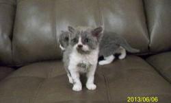 Selkirk Rex male kitten, . See picture of his father "Skye" attached. Also video on youtube. Very short curly fur.
Link to Video of kitten on youtube, he's 11 weeks old today 7/19/2013
https://www.youtube.com/watch?v=XRsTefzCb28
Location: Penn Yan, NY