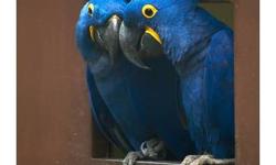 SEMI TAME HYACINTH MACAW 1 MALE 1 FEMALE HUGE BIRDS BIG BLUE BEAUTIES, SEMI TAME CAN BE WORKED WITH, BOTH MALE AND FEMALE TALK !! I CAN SHIP ASAP PLEASE CALL ME DIRECT NO EMAILS CALLS ONLY 929 421-0006 THANKS Danielle
DNA WITH PAPERS AND HEALTH GUARANTEE