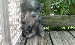 There is a 15 % senior or military discount !
A beautiful litter of Poodle puppies arrived June 11th.
The blue merle is a tri color merle has a white chest and wht spot on back of neck and foot. He has a black mask...we call him the Lone Ranger.!!
Mom is