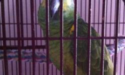Senegal parrot 1yrs.old, hand tamed, friendly clean and healthy bird 450.with cage. Located in Albion. Call 585-589-8659!