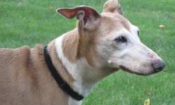 Gino, who is in the care of Italian Greyhound Place, is a calm, gentle eleven-year old who spends most of the day relaxing on a soft cushion, but also loves to ?explore the fenced yard, and go for walks. He is very non-demanding, but enjoys being given