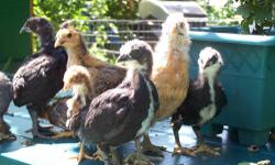 Serema Bantam Chicks for sale black with white chins class c also two golden banty's all have feathered legs 5.00 each call 845-750-6542 ask for Matt