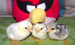 Serama Bantam Chicks for sale ( smallest chickens in the world)( class A smallest) -10.00 each call 845-750-6542 ask for Matt.