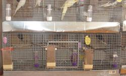 I have 2 sets of 3 custom made cages to breed cockatiels with a wheeled platform. Each cage comes with a used nest. They both come with the trays. No water of food containers.
The lovebird set has 4 custom made cages, doesn't came with the nests. It comes