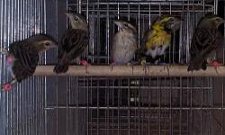 we have many shaft tail finches for sale now. usually sells for 40-45 each but on sale now for only 30 each. email inquiries welcome.