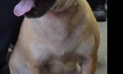 Shar Pei - Kiwi - Small - Young - Female - Dog
This little girl is Kiwi and she is 2 years old. She was an owner surrender, and is very scared at the shelter. She was ripped away from what she knew and thrown into a different environment. Kiwi needs a