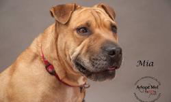 Shar Pei - Mia - Large - Adult - Female - Dog
Love squishy faces?? This gal has the sweetest one, nice big broad head full of wrinkles. Mia is probably around 3, likes to go for walks and absolutely loves to be with her person. We're not sure how she