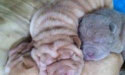 AKC and CKC Dual Registered. UTD on all shots and dewormer. Vet checked at both 6 weeks AND 8 weeks. All eye tacking needed at the time of Vet visits will be done. Potty Trained. see our website:
wix.com/collazorich/collazosharpei
1 female left as of