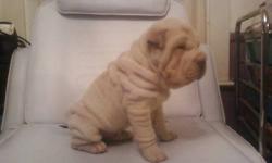 1 Cream male, and 1 lilac female available. Serious inquiries and offers only. please call my cell (585) 775-9095 for arrangements. see our website:
www.wix.com/collazorich/collazosharpei