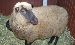 Sheep - Tony The Tiger - Small - Baby - Male - Barnyard
Tony the Tiger came in with a group of sheep that we named after different types of cereal. He is shy and not as trusting. He does approach us for grain.
CHARACTERISTICS:
Breed: Sheep
Size: Small