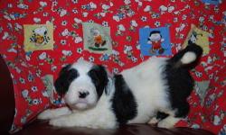 I have 3 gorgeous male sheepadoodle pups ready for their forever homes the week of Christmas. These pups have been raised in my dining room from day one and have been well socialized with children. They will have a full physical before leaving my home and