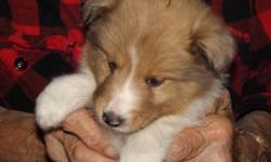 Sheltie puppies, AKC male and female, sable and white, 14 weeks old, parents on premises. Call 585 535 0909. No emails.