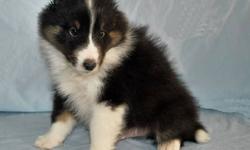 This is a very flashy looking puppy! He is a real eye catcher. He has the perfect head and body for a Sheltie. This is a playful puppy that also loves to be held. He is very outgoing when he gets to know you. There are not enough words to describe what a