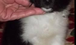 We are offering our Bi-Black Male Sheltie Puppy for placement. Socialized on our home; Vet Checked and First Shots. Health Guaranteed. Parents have normal hips and eyes.
We are able to drive part ways to meet puppy buyers that have a ways to drive to us.