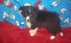 We are offering our Black and White Female Sheltie puppy for placement into her forever home. Sky is sweet and playful. Vet Checked, and all puppy shots. Health guaranteed
Please email or phone 315-209-6040 for more information on this beautiful puppy. We