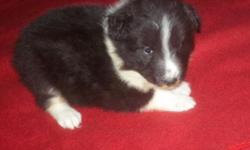 We are offering our 8 week old Black and White Female Sheltie puppy for placement into their forever home. Sky is sweet and playful. Vet Checked, and first shots. Health guaranteed
Please email or phone 315-209-6040 for more information on this beautiful