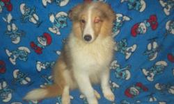 Sheltie Puppy, Beautiful Bi-Black Male. Toby is outgoing and playful. He will make a great addition to any family. First Shot. Toby will need to be neutered.
We do drive part ways to meet families that have a ways to drive to us.