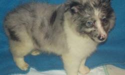 We are offering our Blue Merle Female Sheltie Puppy for Placement into an approved Pet Home. Vet Checked, first shot; health guaranteed. Zoey is very outgoing and playful.
Please phone 315-209-6040 or email for more information.
We do drive part ways to