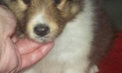 Sheltie Puppy, Sable and White Male, 8 weeks old. Vet Checked and first shots; health guaranteed. Tyler is a love; playful and happy.
Please email or phone 315-209-6040 for more information. We do drive part ways to meet people that have a ways to drive
