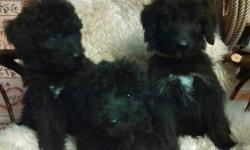 CKC Shepadoodle Puppies!
NEW LITTERS are here, YEAH! Girls and boys, all black, some will have white on their chests, curly and short coats, curly and long coats, some will have wavy short coats, or wavy and long coats. Time will only tell.
These dogs are