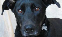 Shepherd - Austin - Medium - Young - Male - Dog
I Strut!
Austin was born about October 28, 2010 and weighs about 45 lbs. He has the cutest walk, like a little model strut. He knows sit and will jump on your bed for hugs and snuggles. He loves to play with