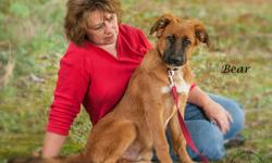 Shepherd - Bear - Large - Young - Male - Dog
Bear is a beautiful young Shepherd/Golden mix puppy who survived a fire that destroyed his family?s home. Sadly, his family is now unable to keep him due to allergies. If you are interested in Bear, please send