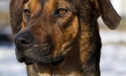 Shepherd - Bow - Adopted! - Medium - Adult - Female - Dog
Bow is an attractive girl with a sweet and loving disposition. Bow came to Pets Alive from the Cayman Islands. An Island girl through and through, she loves people and the attention they give, she