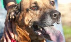 Shepherd - Brandie - Large - Senior - Female - Dog
Brandie is a 10 year old Shepherd/Lab mix, who is at Lollypop Farm due to problems her owners were having. She is a great girl on her walks, trots along nicely and loves a treat now and then. She weighs