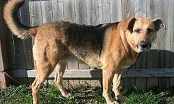 Shepherd - Cinnamon - Large - Adult - Female - Dog
Cinnamon is a stray. Do you recognize me?
I would really like to have a home again. Please come visit Cinnamon at the Humane Society of Wayne County and learn about her first-hand!
CHARACTERISTICS:
Breed: