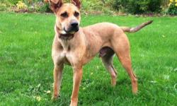 Shepherd - Clyde - Large - Adult - Male - Dog
Clyde is a very friendly, laid back dog. He knows a lot of basic commands such as sit, shake, and speak. He would make a wonderful addition to someone's family and gets along well with other dogs.
