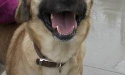 Shepherd - Dozer - Medium - Young - Male - Dog
Courtesy Posting: Dozer, a neutered male, UTD on shots and about 2 years old. This dogs needs a home with a large yard, another dog to play with, and a home with older children, 6 years and up. He does play a