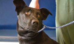 Shepherd - Freddy - Extra Large - Adult - Male - Dog
Freddy is an adult male Shepherd mix who arrived October 30, 2012. He's a very large dog who would do best with a strong owner. He knows sit but does pull while on a leash. If you are interested in