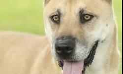 Shepherd - Lexi - Large - Adult - Female - Dog
Lexi is about 4 years of age and is literally the most affectionate, mild mannered, & attentive dog. When you walk into her kennel she backs up & gives you space to enter. Then, she'll greet you with a gentle