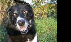 Shepherd - Louise - Large - Adult - Female - Dog
Sweet Louise came to us as a stray. This mature lady has been wonderful here at the shelter and she deserves a nice retirement home. She walks well on a leash and she likes other dogs? perhaps a home with a