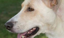 Shepherd - Molly - Medium - Adult - Female - Dog
Molly was left on a seldom-traveled dirt road with her friend Gus just a week before she gave birth to ten puppies. At four to five years old it looks like motherhood is not new to Molly. She has been a