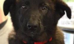Shepherd - Peppy - Large - Baby - Female - Dog
Peppy is a lively but sensitive puppy. She loves to play but will be easy to train because she aims to please. She is a bit smaller and more timid than her sister, Pepper. The Sullivan SPCA works with a