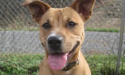 Shepherd - Peyton - Medium - Adult - Female - Dog
Peyton's Place is in Your Home! Peyton is an adult female shepherd/terrier mix who was found as a stray. This super sweet, affectionate girl wants so much to sit still, but she finds it hard sometimes.