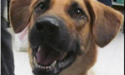 Shepherd - Ruthie - Medium - Adult - Female - Dog
Ruthie is a young, female, shepherd mix who came to us as a stray. She is wiggly and happy and just brimming with playful energy. She would do best in a home where she can get plenty of exercise. We don't