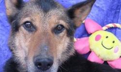 Shepherd - Sarita - Medium - Senior - Female - Dog
Where's The Rockin' Chair?
Sarita was born about January 1, 2000 and now weighs about 50 lbs. Her age was guessed by the vet and looking at her teeth, but this girl is like Betty White! She doesn't act