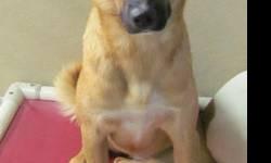 Shepherd - Sherry - Adopted! - Medium - Young - Female - Dog
This little darling is one of Pets Alive's newest rescues from the sunny Cayman Islands! Sherry is fun loving and demonstrates a great enthusiasm for life. She adores human attention, wiggling