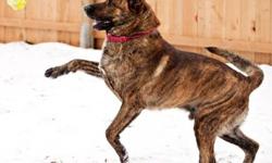 Shepherd - Tigger - Large - Young - Male - Dog
Tigger is a happy, playful young man who would love a family of his own!
Please fill out an application  if you'd like to jumpstart the adoption process. No appointment is necessary to come in and meet/adopt