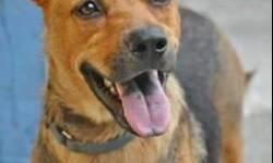 Shepherd - Wanda - Medium - Adult - Female - Dog
Meet lovely Wanda who recently came to Pets Alive after her rescue in the Cayman Islands. She is so full of love! Wanda is an incredible girl, with spark and energy yet a gentle disposition. She gets along