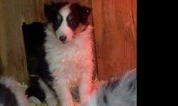 Beautiful tri color male puppy. Born on 12/12/12
He is up to date with his puppy shots and wormings. A beautiful coat with a full white collar! Great temperment, healthy and ready for his new home. Purebred with papers. If interested, phone text or email.