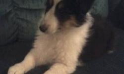 This tri colored male sheltie has his first puppy shot and has been wormed. He is purebred with papers. 9 weeks old and ready for his new home. He has beautiful markings with a full white color. Raised in our home he is a "social" little guy. Has been