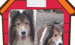 Shetland Sheepdog Sheltie - Duke - Medium - Adult - Male - Dog
Duke is a well behaved sable and white neutered male who responds very well to commands. Duke was being treated for heartworm and he recently received a clean bill of health from the vet. He