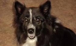 Shetland Sheepdog Sheltie - Macy (courtesy Posting) - Small
***This is a Courtesy Posting for a dog being placed by an owner. Please read the information provided and contact the dog owner with any questions.***
Macy is a sheltie or bordercollie mix