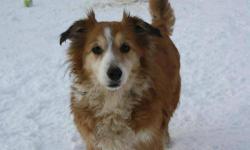 Shetland Sheepdog Sheltie - Rox - Medium - Senior - Female - Dog
ROX SHELTIE MIX TRI COLOR ARRIVED 01/02/13 @ 20 LBS @ NINE-YEARS-OLD FEMALE BONDED PAIR Rox is a gorgeous and wonderful sheltie mix that was surrendered to the town of Dannemora because