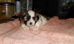 Two small male Shih-Chi's. Ready a few days before XMas.
Mother is a Imperial ShihTzu and Daddy is a chocolate Chihuahua.
Puppies will be short legged and fat! They are adorable.
Will be vet checked, shots and wormed.
Small deposit to hold until